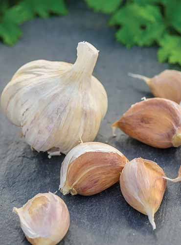 Un gros plan d'une ampoule et des clous de girofle d'ail «rouge allemand» sur une surface grise.