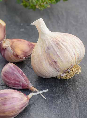Un gros plan d'un ail «glazer violet» et des clous de girofle sur une surface grise.