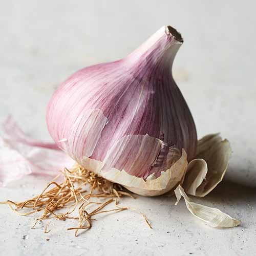 Un gros plan d'une seule ampoule «Chesnok Red» sur un comptoir de cuisine.