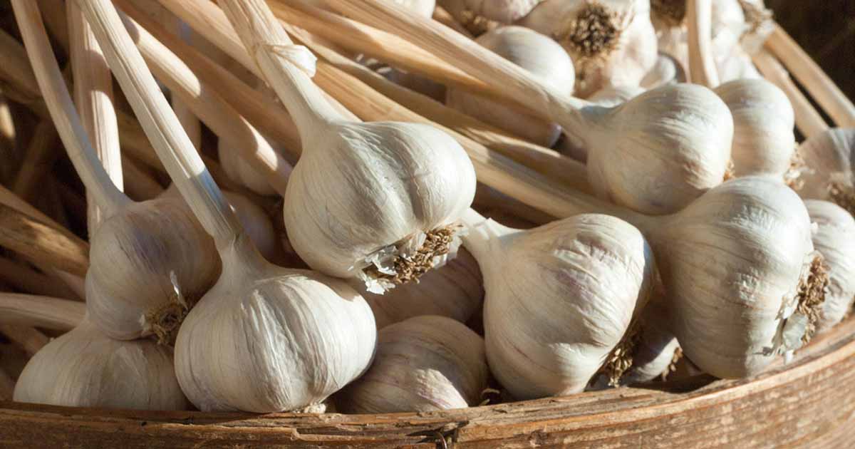 10 familles d'ail à savoir pour le jardin