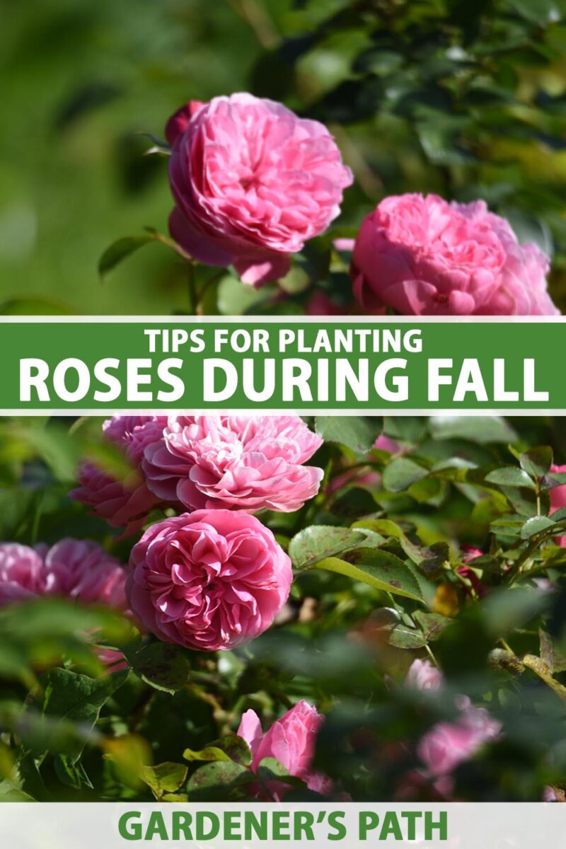Une image verticale rapprochée de roses rose vif poussant dans le jardin illustré sur un fond de mise au point doux. Au centre et au bas du cadre se trouve le texte imprimé vert et blanc.