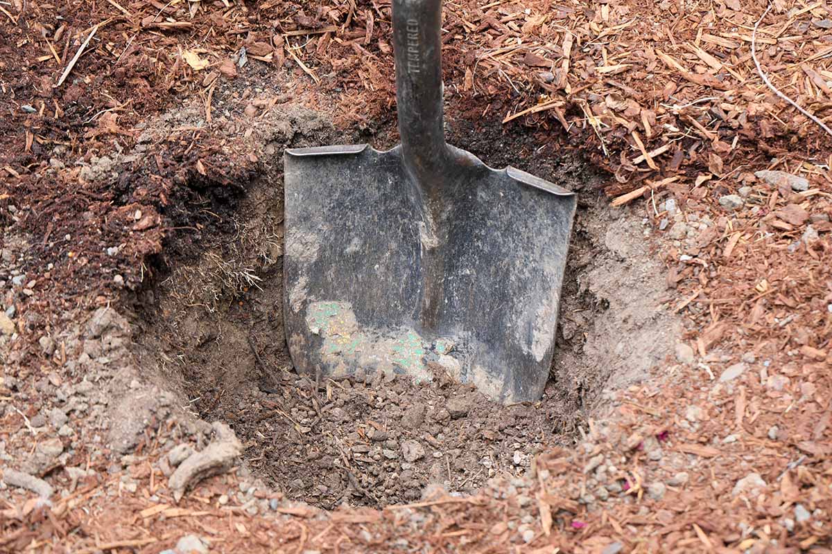 Une image horizontale rapprochée d'une pelle creusant un trou dans le jardin pour la plantation.