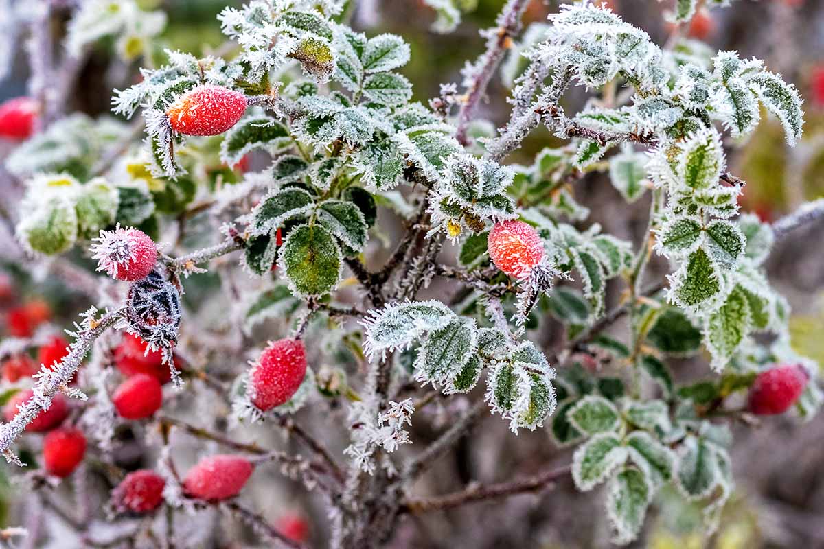 Une image horizontale rapprochée des hanches de rose poussant sur l'arbuste recouvert d'un léger gel.