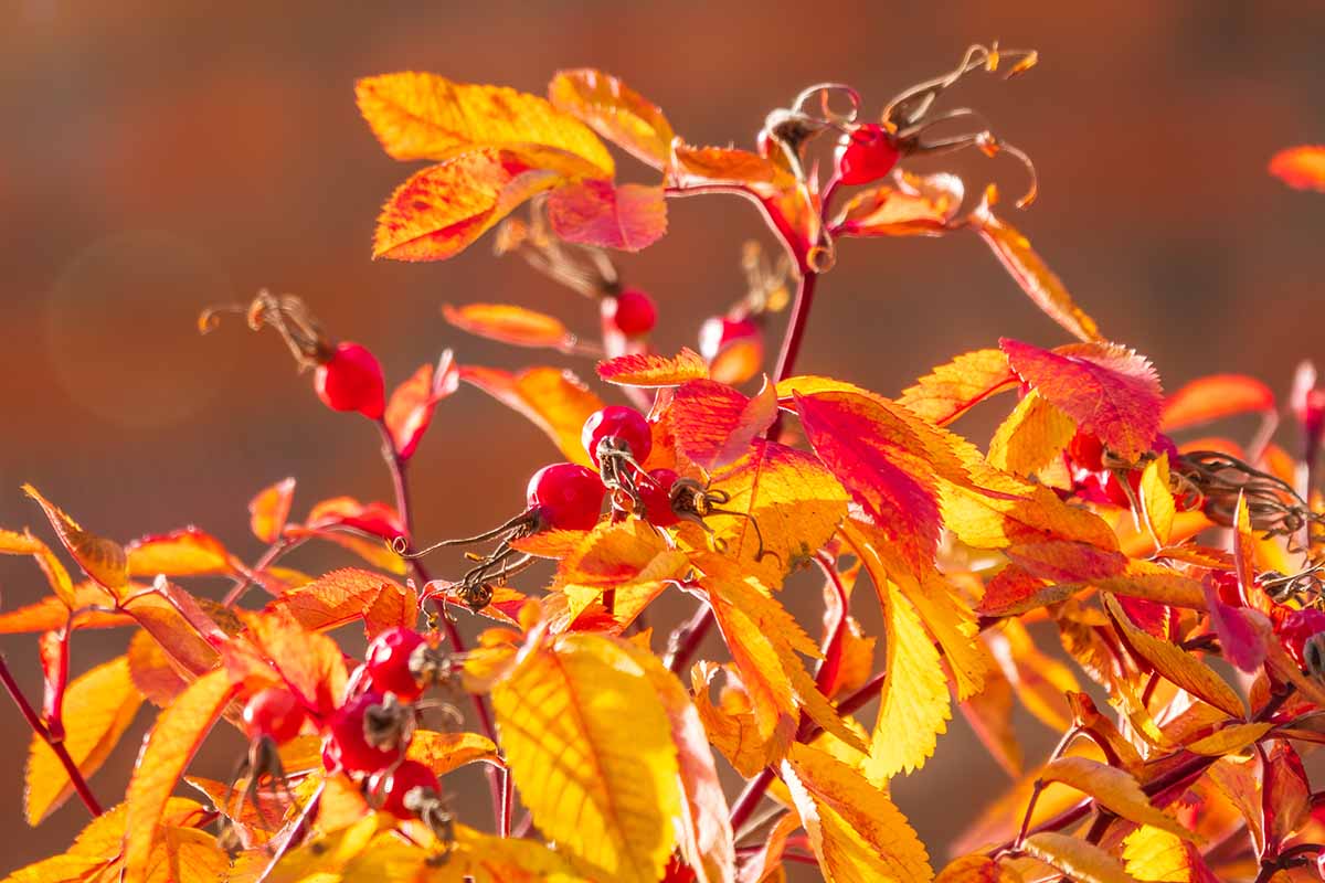 Une image horizontale rapprochée d'un arbuste rose en automne, illustrée sur un fond de mise au point doux.