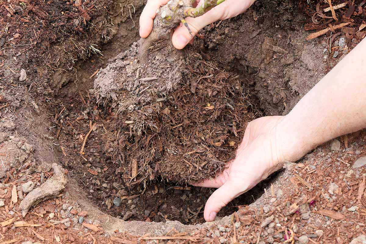Une image horizontale rapprochée de deux mains de la droite du cadre pour plantant un rosier dans le jardin.