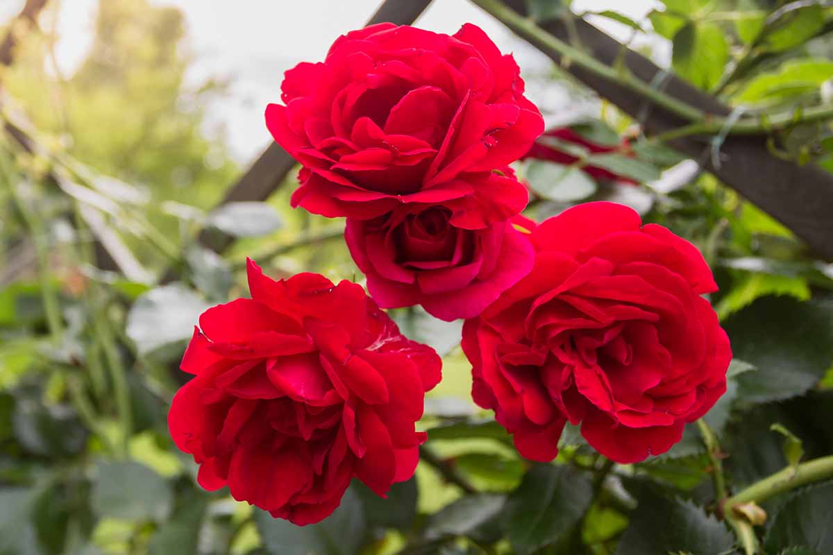 Une image horizontale rapprochée de roses rouge vif poussant dans le jardin.