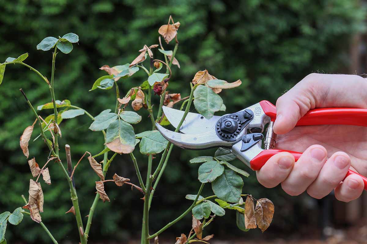 Une image horizontale rapprochée d'une main de la droite du cadre tenant une paire de sécateurs élaguant un arbuste rose à l'automne, illustré sur un fond de mise au point doux.