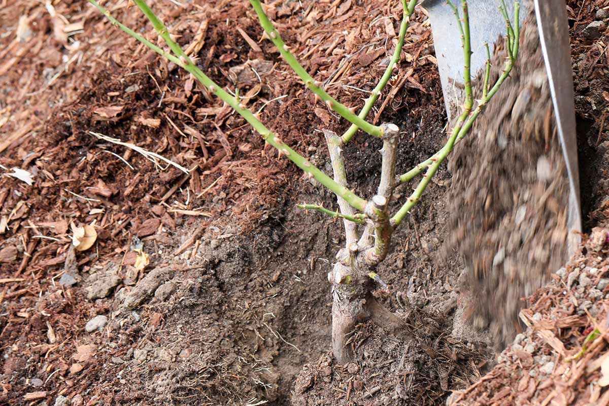 Une image horizontale rapprochée d'une pelle à la droite du cadre de remblayant le sol autour d'un arbuste rose nouvellement planté.