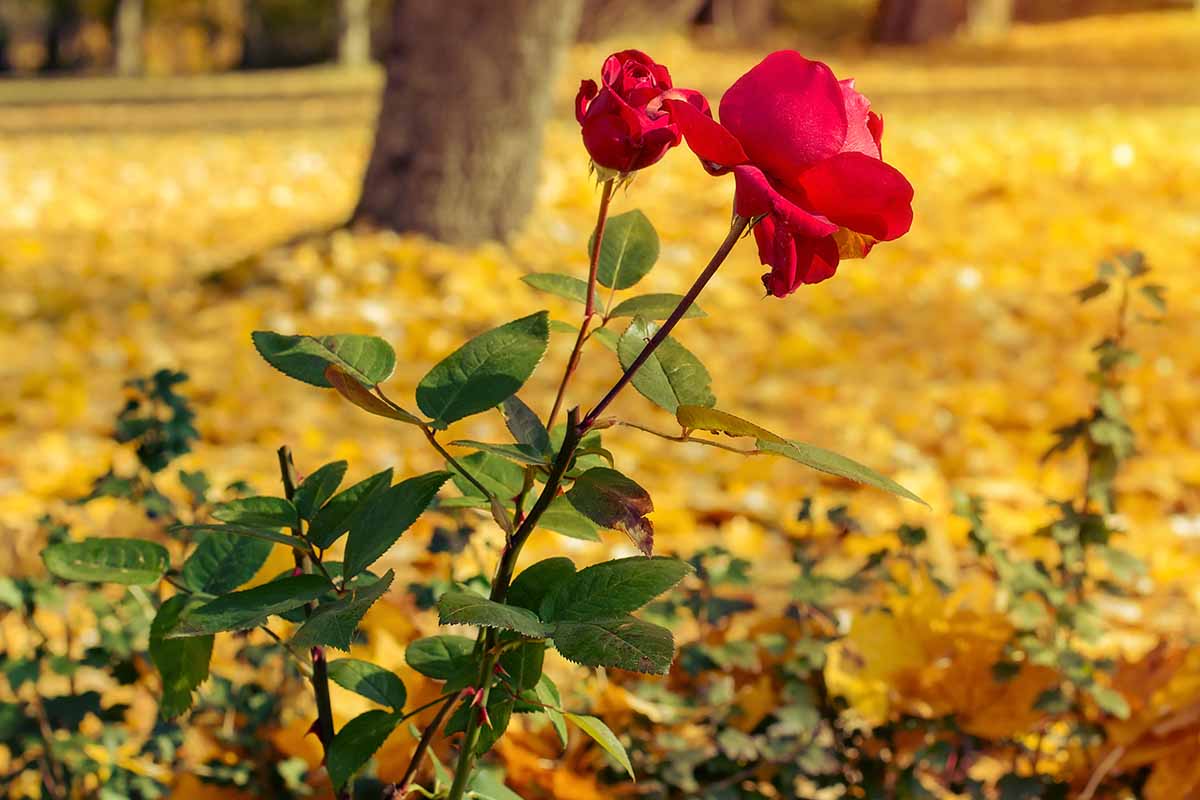 Une image horizontale rapprochée d'un arbuste rose avec des fleurs rouge vif poussant dans le jardin d'automne.