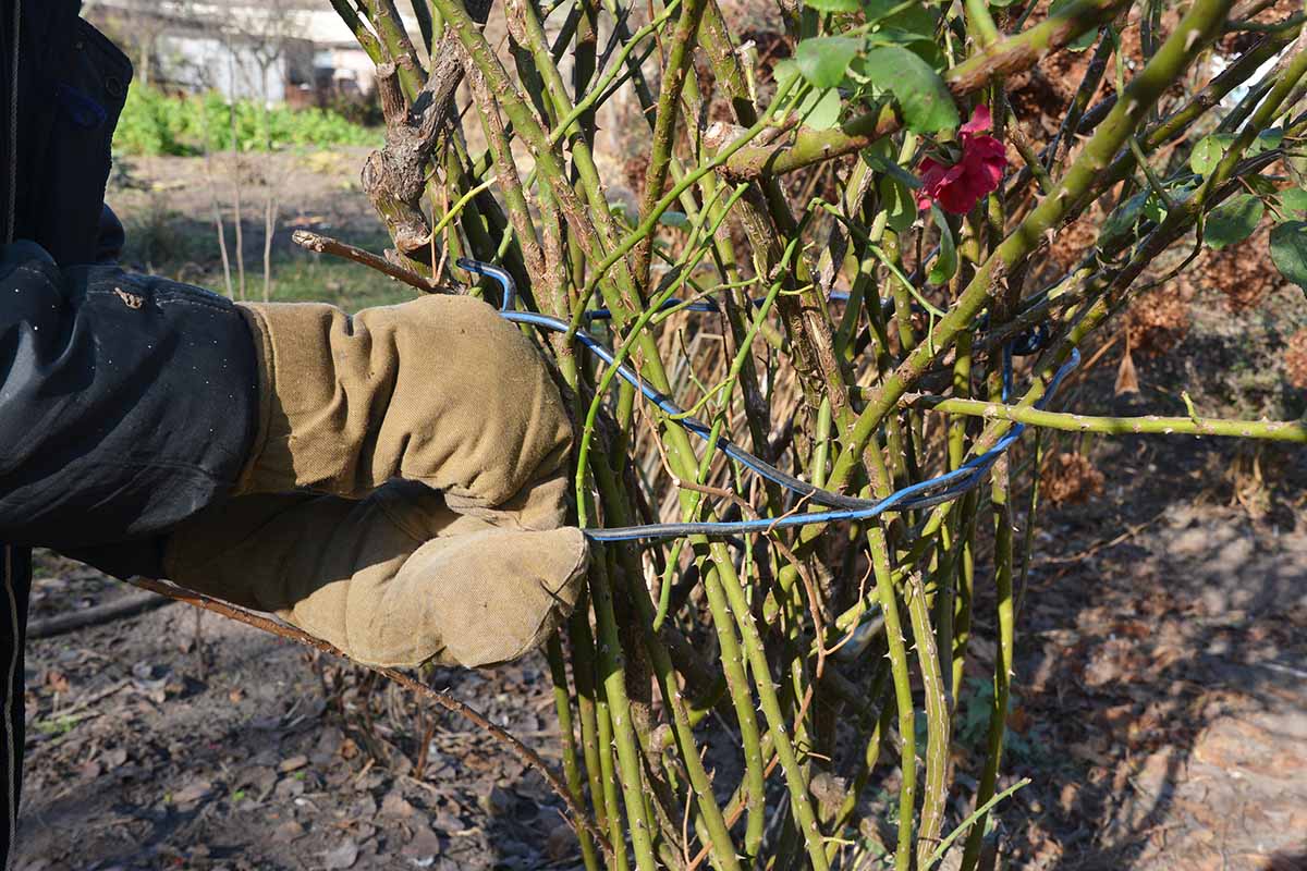 Une image horizontale grossière d'un jardinier attachant un arbuste rose avec du fil pour préparer la plante pour l'hiver.