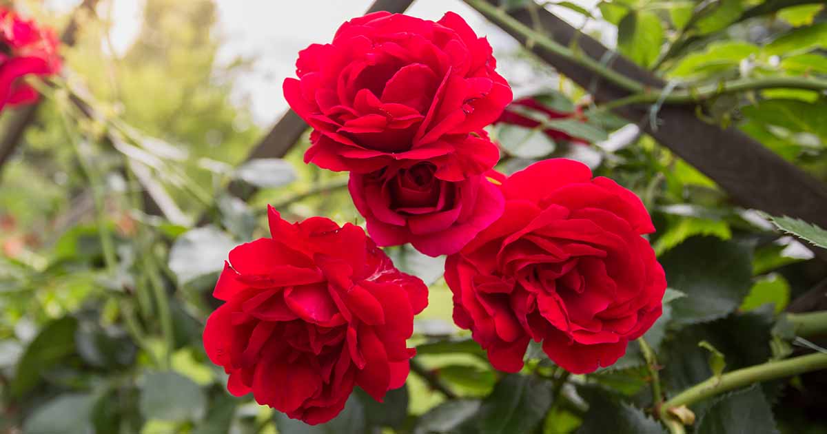 Quand et comment planter des roses à l'automne