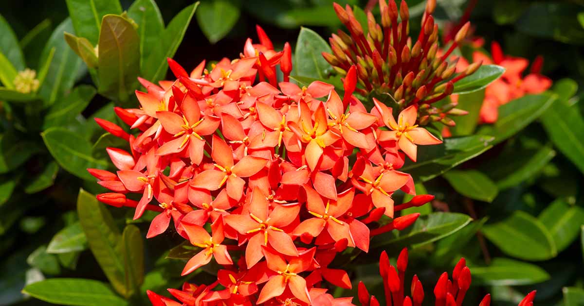 Comment cultiver des arbustes ixora à fleurs tropicales