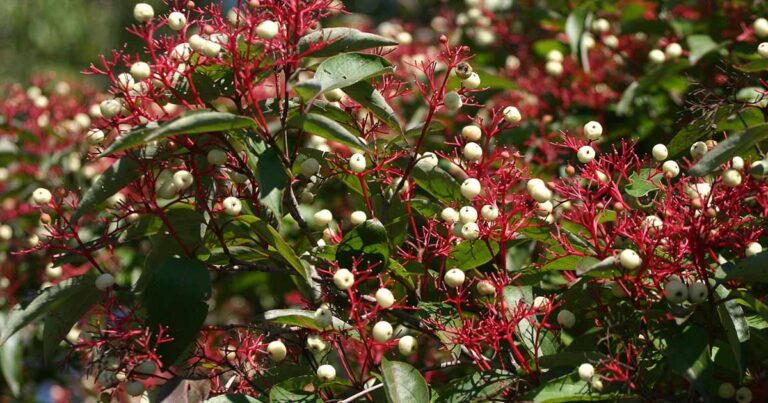 Comment cultiver un cornouiller gris (Cornus racemosa)