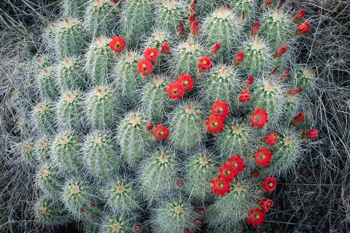 Une image de haut en bas rapprochée d'une touffe de cactus de tasse de bordeaux qui pousse sauvage, avec des fleurs rouge vif parmi les épines.