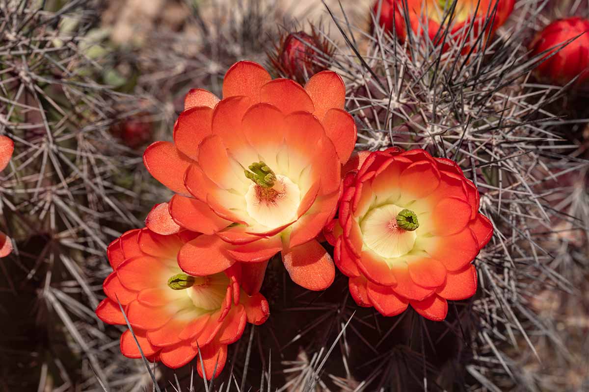 Une image horizontale rapprochée de fleurs de cactus à bordeaux rouge vif rouge illustré sous le soleil léger.