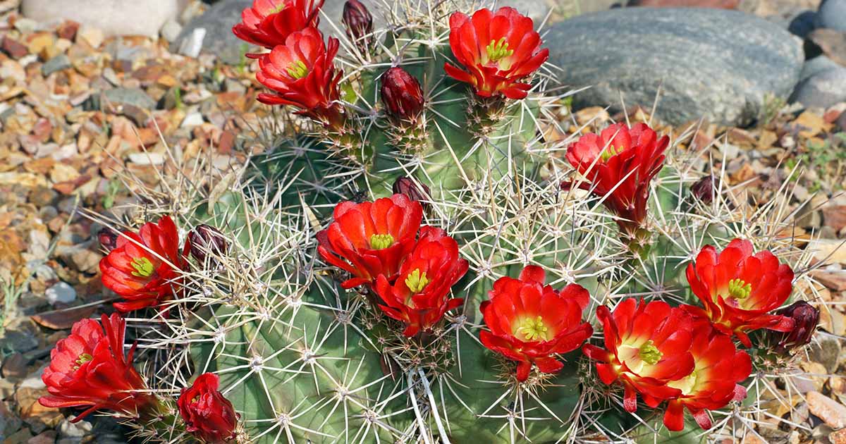 Comment grandir et prendre soin des cactus de tasse de bordeaux