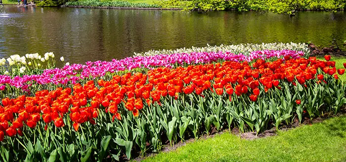 Plantations de Tulipanes dans le jardin à côté d'un lac