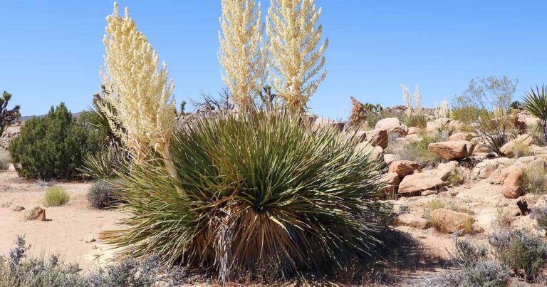 Comment grandir et prendre soin du yucca à bec (Big Bend)