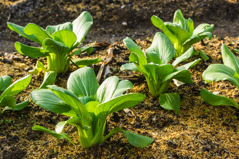 Comment cultiver et prendre soin du bok choy à partir des graines
