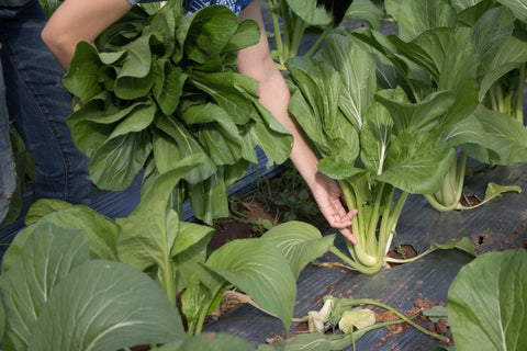 Récolte de bok choy