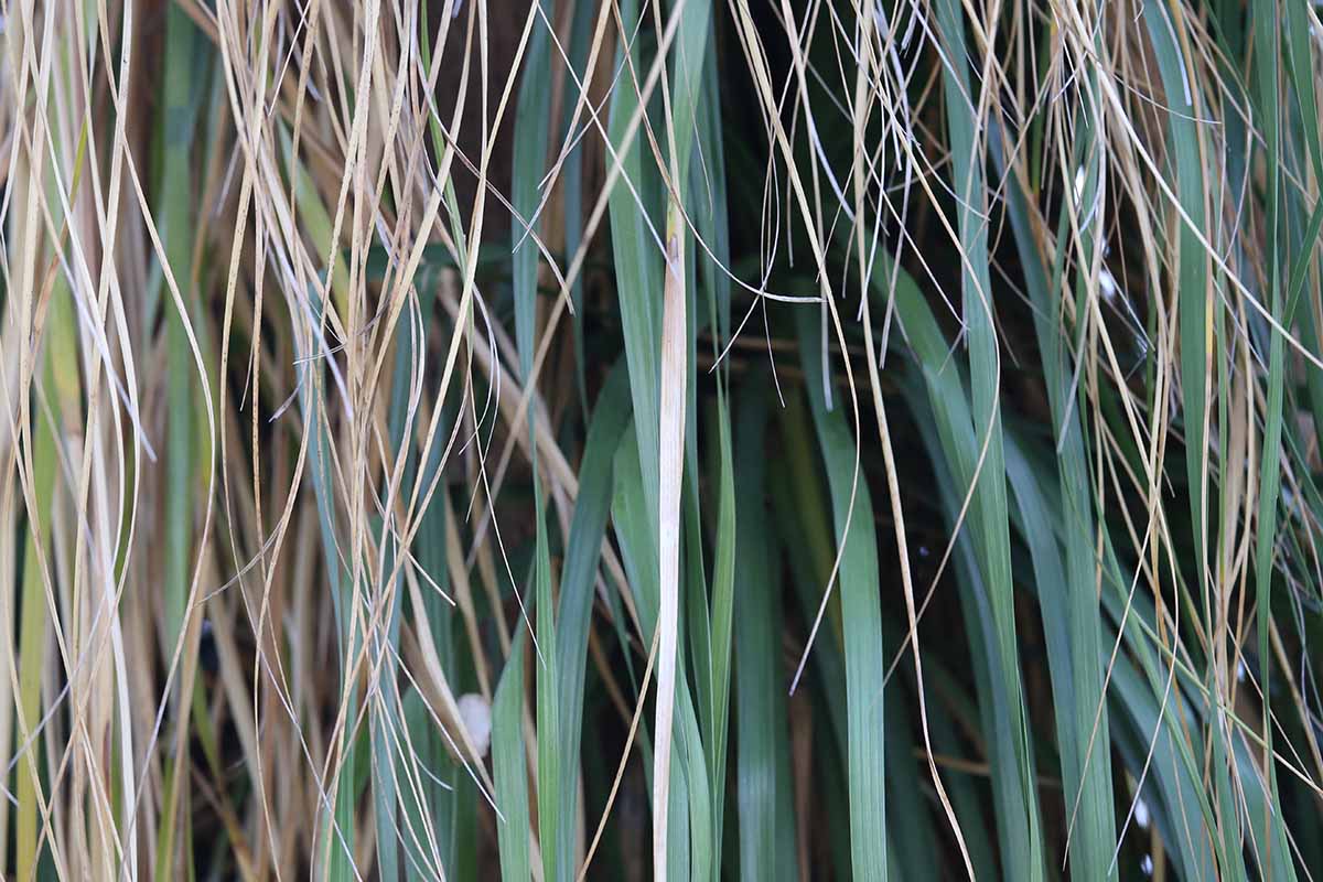 Une image horizontale rapprochée du feuillage de Beaucarnea recurvata qui a commencé à brunir.