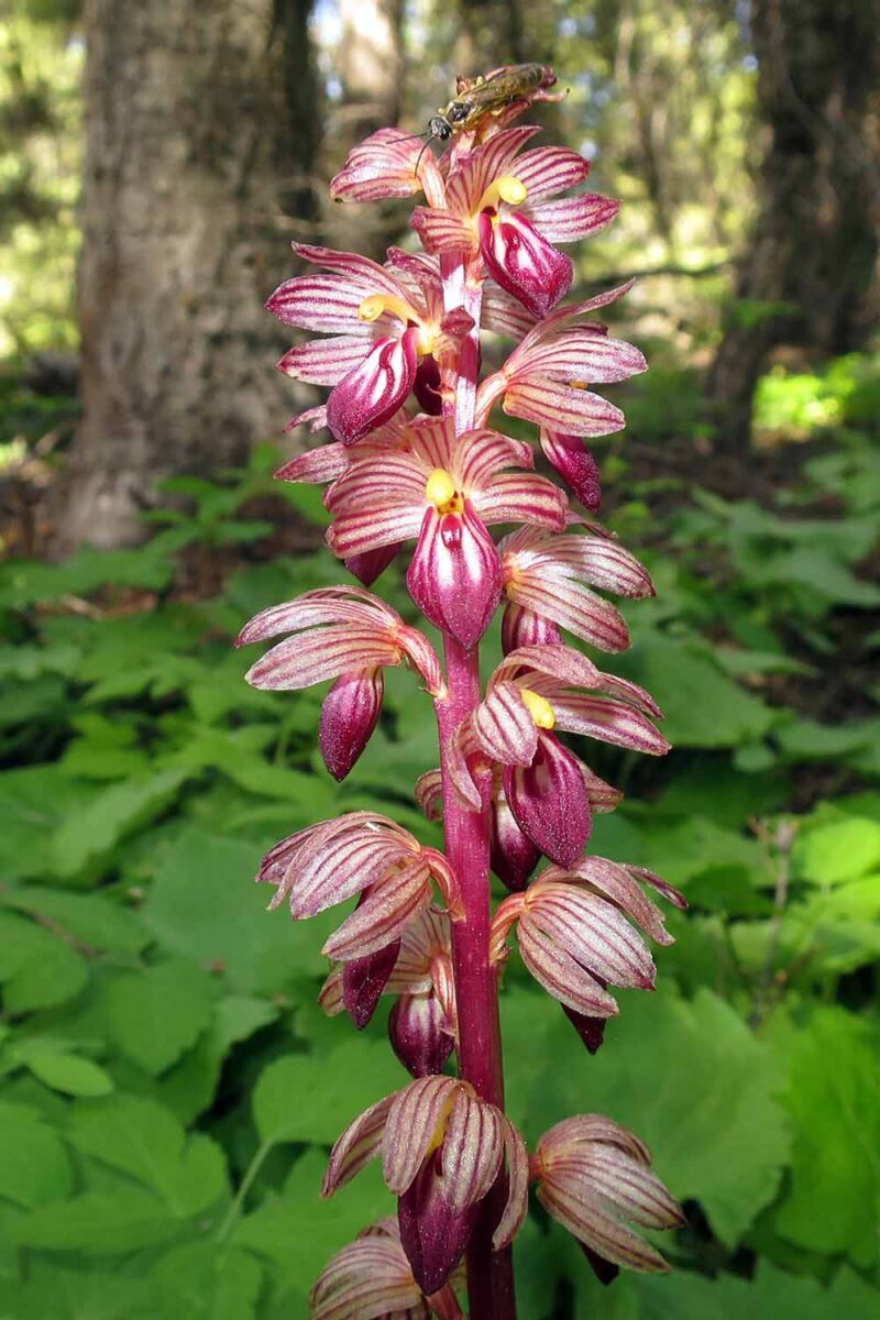Une image verticale rapprochée de fleurs coralramatiques rayées, une espèce nord-américaine nord, poussant à l'état sauvage dans une forêt.