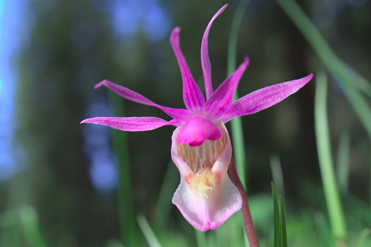 Une image horizontale rapprochée d'une fleur de pantoufles de fées (calypso bulbosa) illustrée en soleil léger sur un fond de mise au point doux.