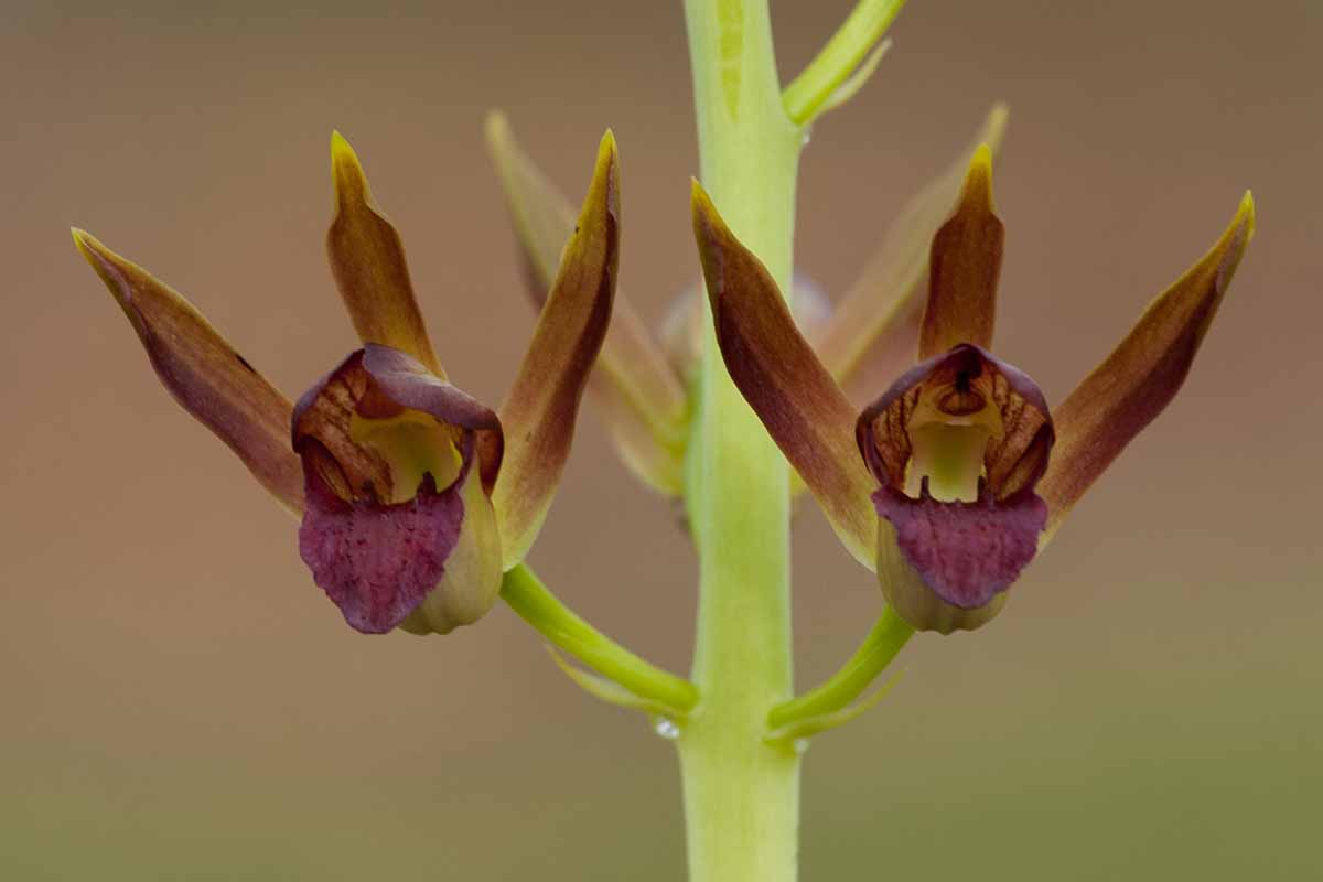 Une image horizontale rapprochée des fleurs Wild Coco Orchid (Eulophia Alta) illustrées sur un fond de mise au point doux.