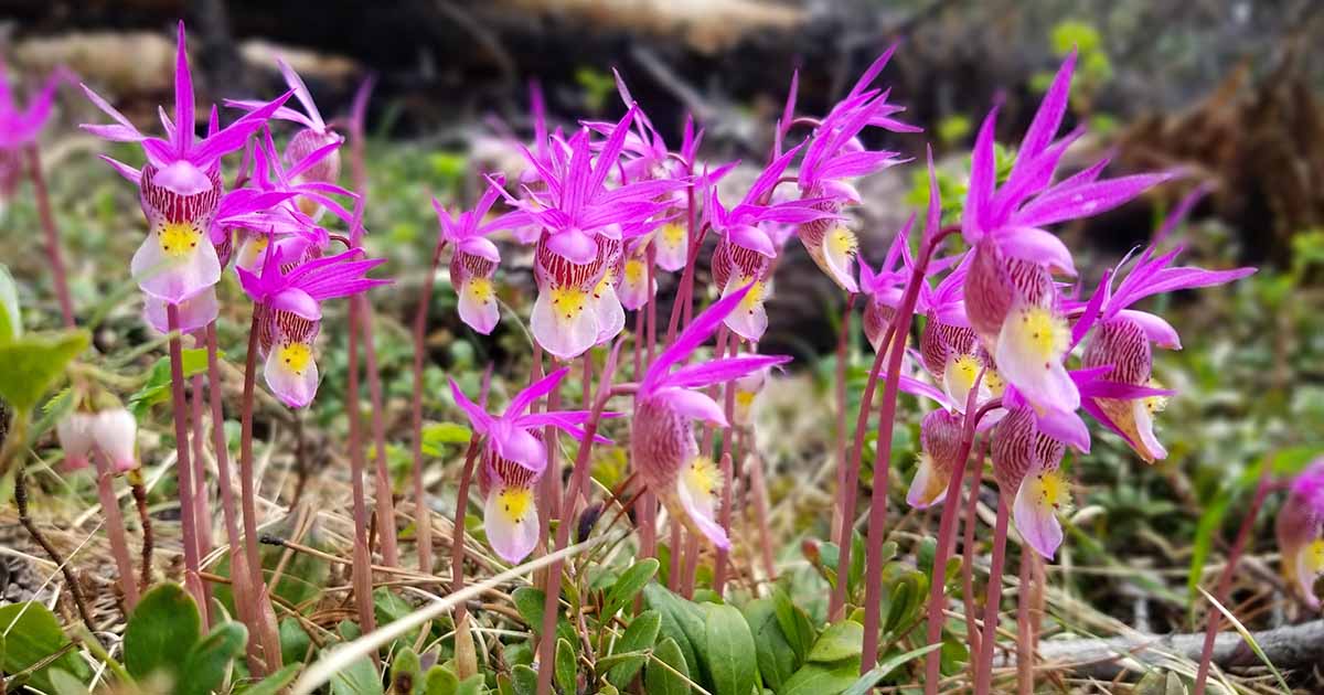 Découvrez les orchidées indigènes d'Amérique du Nord