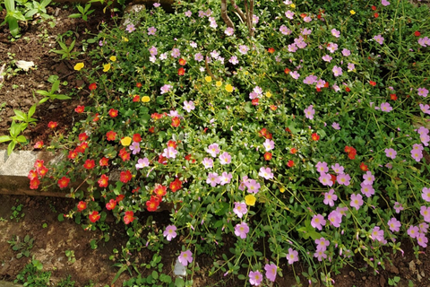 Quelles sont les plantes avec lesquelles vous n'avez pas eu autant de succès?