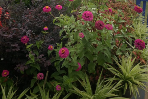 Quelles sont vos plantes préférées pour cultiver dans le jardin?