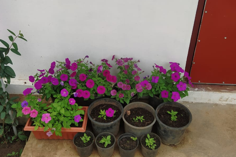 Qu'aimeriez-vous dire à nos nouveaux jardiniers?