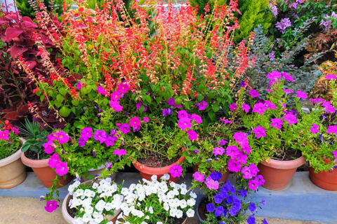 Un piratage de jardinage que vous souhaitez partager avec nous?