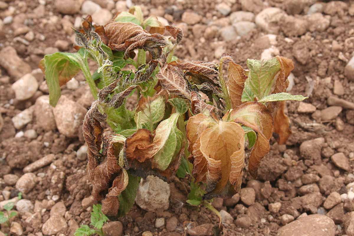 Un gros plan d'une plante endommagée par le froid, avec des feuilles de flétrissement brunes, des feuilles mortes et des tristes vertes. L'arrière-plan est un sol pierreux, en foyer doux.