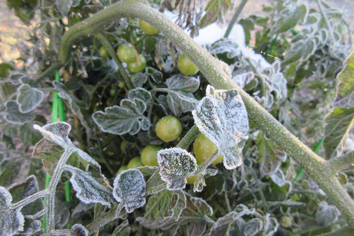 Un gros plan d'une plante de tomate recouverte de gel. Les fruits ne sont pas mûrs et verts. L'arrière-plan est des feuilles et des tiges avec un gel blanc.