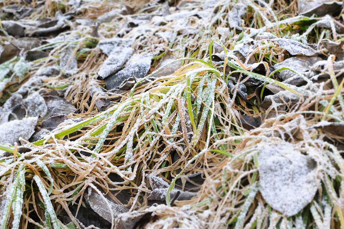 Un gros plan d'herbe aplati et de feuilles brunes recouvertes d'un saupoudrage de gel.
