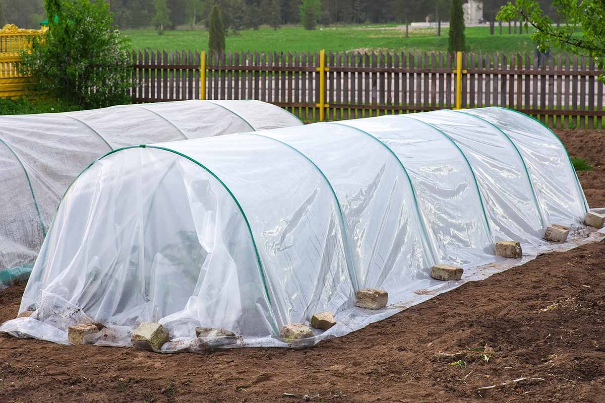 Couvre-lignes flottantes en plastique drapées sur des supports incurvés, avec des briques autour du fond du plastique qui le maintiennent en place. Sur le côté se trouve le sol brun, et en arrière-plan, une clôture en bois avec des poteaux jaunes, devant une route.