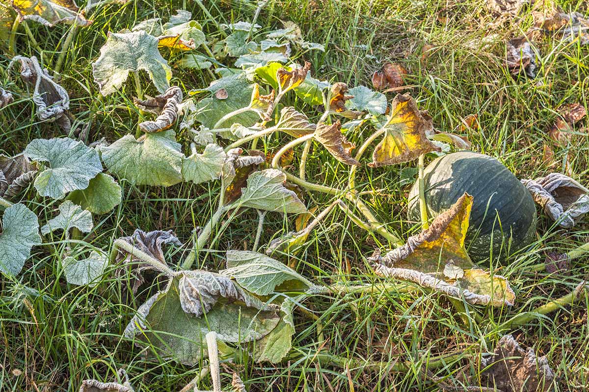 Une plante de citrouille poussant parmi l'herbe, recouverte d'une légère époussetage de gel. Certaines feuilles sont brunes et flétrissent, la grande citrouille verte est nichée dans l'herbe à droite du cadre, sous le soleil léger.