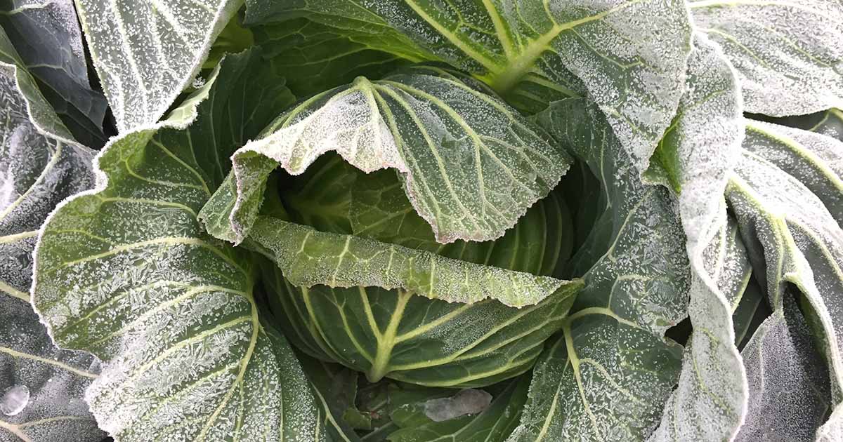 Comment gérer les dommages causés par le gel dans le potager d'automne