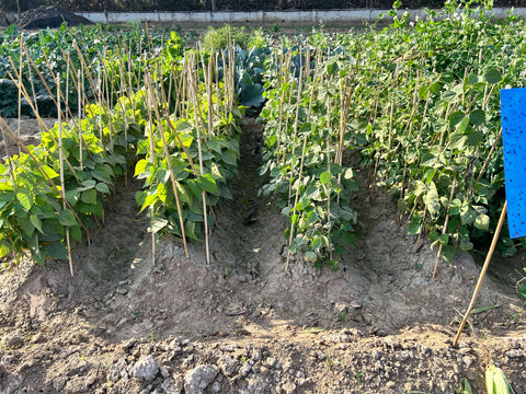 Leçons de notre jardin