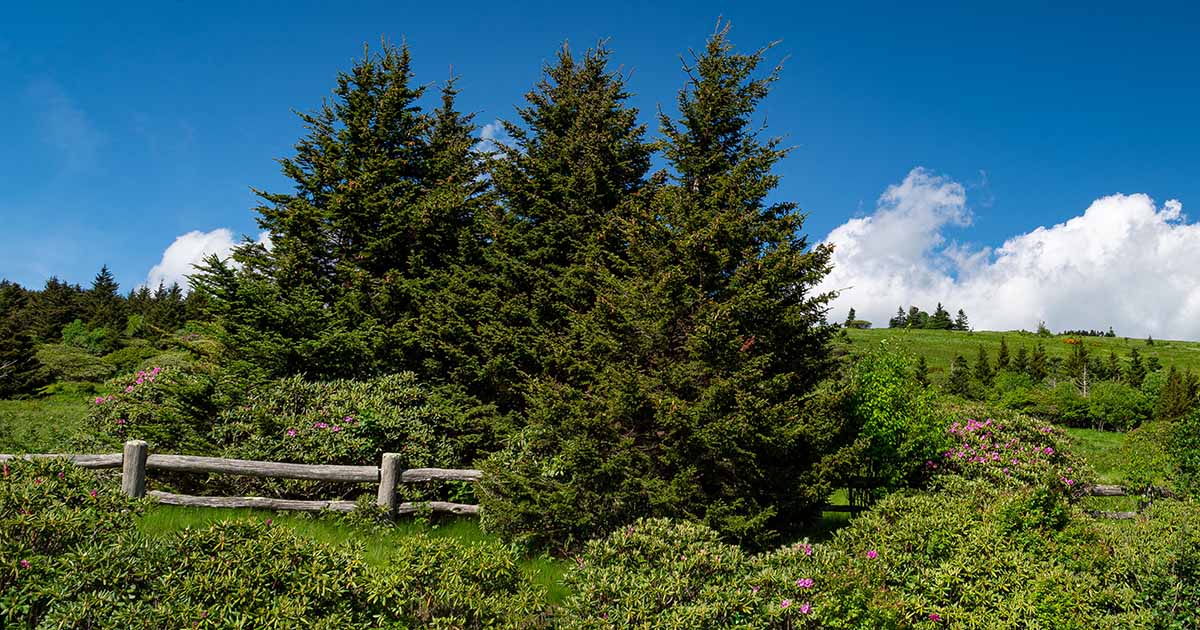 Comment cultiver et prendre soin des sapins Fraser