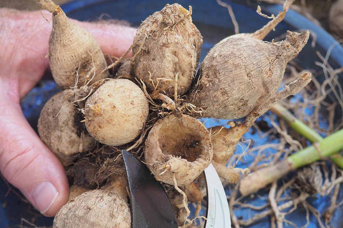 Image horizontale en gros plan d'une main à gauche du cadre tenant des tubercules de dahlia fraîchement creusés et parés, prêts à être stockés.
