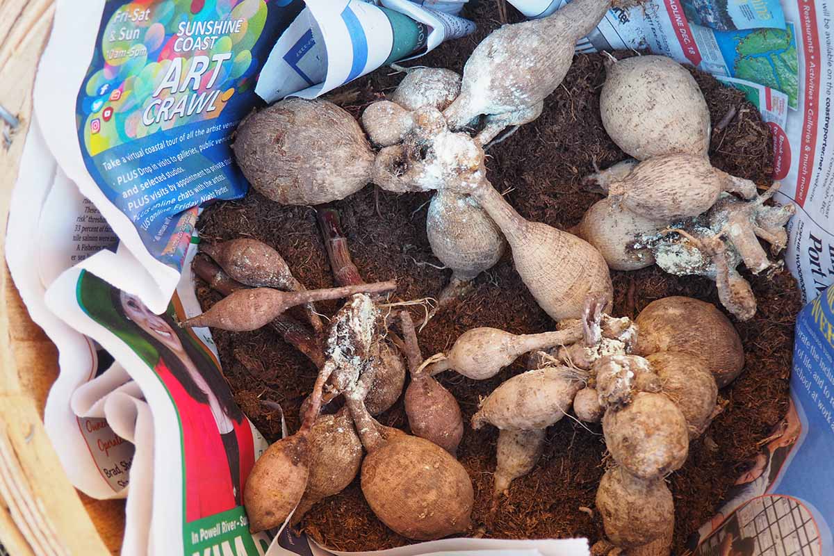 Une image horizontale en gros plan de tubercules de dahlia séchés placés dans une boîte en bois entourée de terre et de journaux prêts pour l'hivernage.
