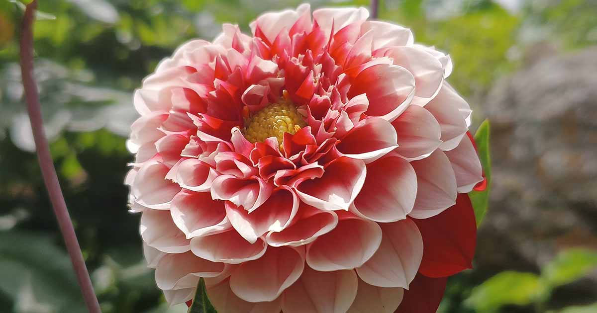 Comment soulever les dahlias pour les entreposer en hiver