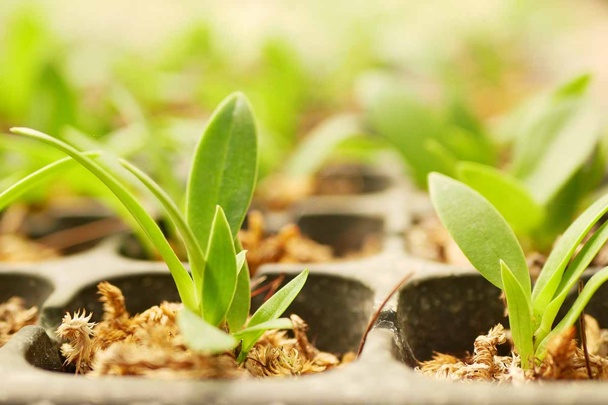 Une image horizontale en gros plan de semis poussant dans de petits pots.