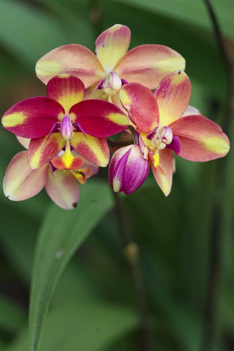 Un gros plan des fleurs multicolores d'une orchidée moulue Spathoglottis représentée sur un fond flou.