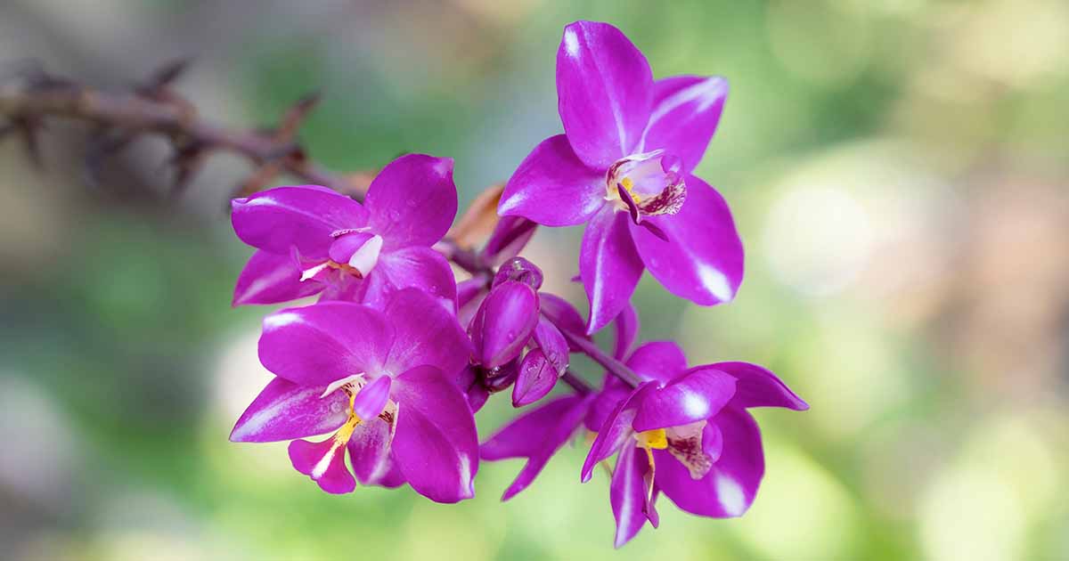 Comment faire pousser des orchidées Spathoglottis (sol)