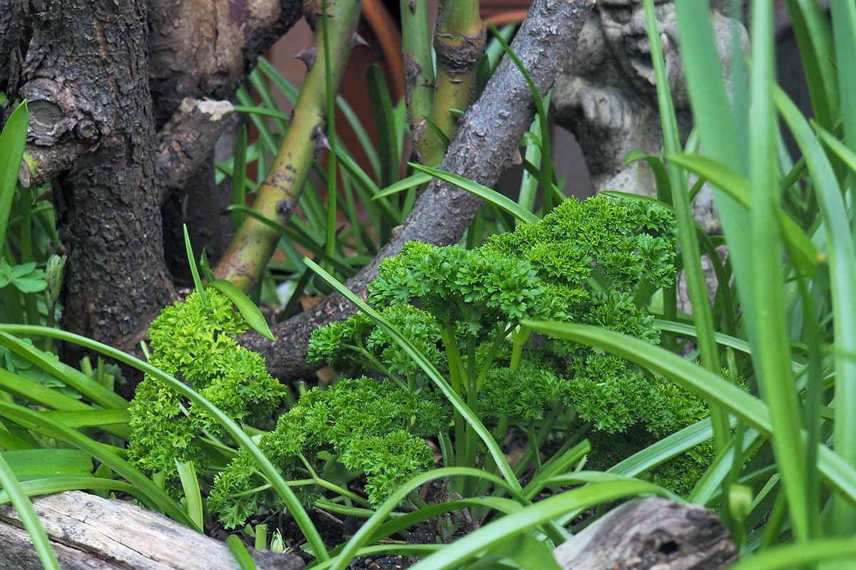 Un gros plan d'une plante de persil poussant parmi d'autres végétaux dans le jardin. En arrière-plan, des branches de rosiers se fondent dans un flou artistique.