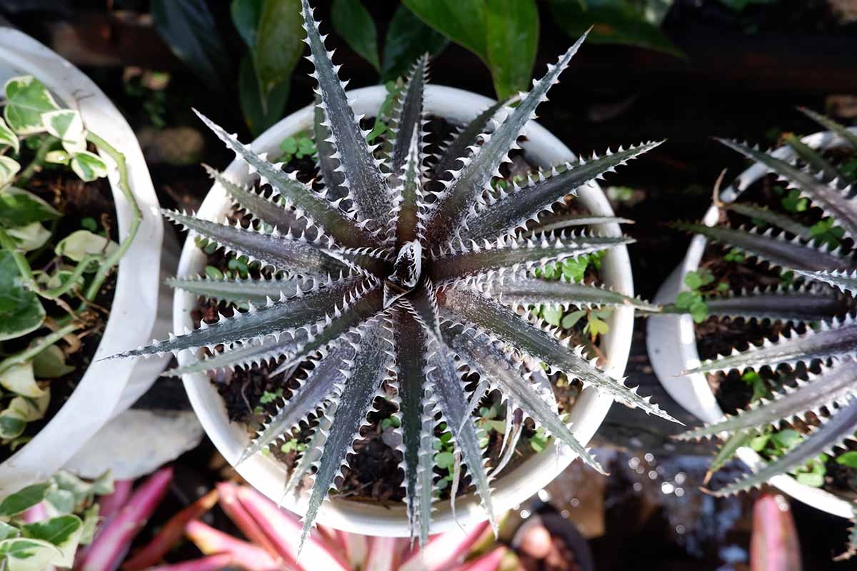 Une image horizontale descendante de Dyckia Fosteriana poussant de petits pots blancs, représentée sur un arrière-plan flou.