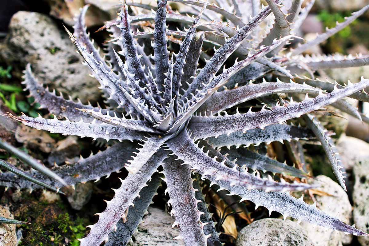 Une image horizontale en gros plan de Dyckia dawsonii poussant dans le jardin avec un feuillage violet recouvert de peluches blanches.